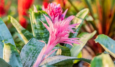 Gros plan sur une Broméliacée Guzmania en fleurs