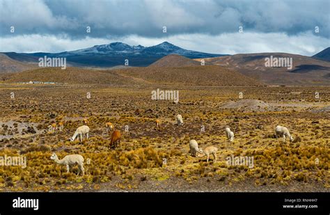 Vue panoramique de la pampa andine avec des vigognes