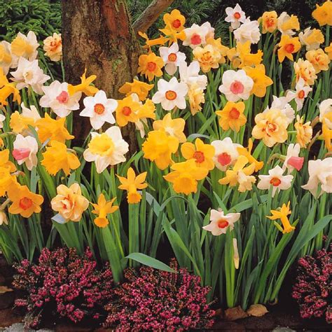 Mélange de tulipes et narcisses en pleine floraison