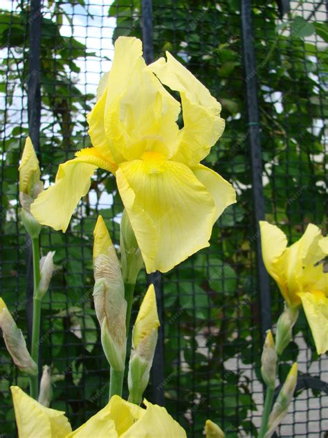 Gros plan d'un Iris germanica Jaune en fleur