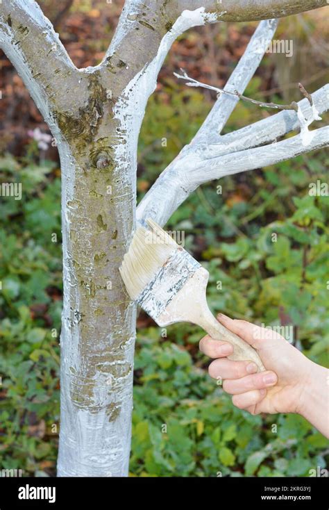 Pinceau badigeonnant un tronc d'arbre
