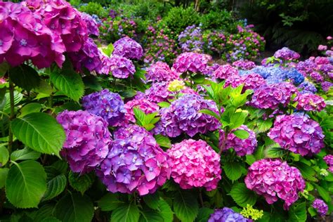 Hortensias en pleine floraison