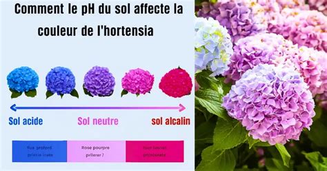 Diagramme illustrant l'effet du pH du sol sur la couleur des hortensias