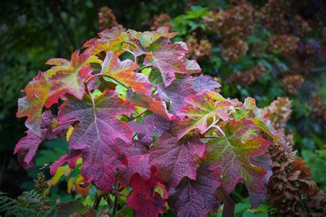 Feuillage pourpre d'un Hydrangea quercifolia en automne