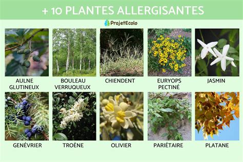 Tableau des plantes allergisantes courantes
