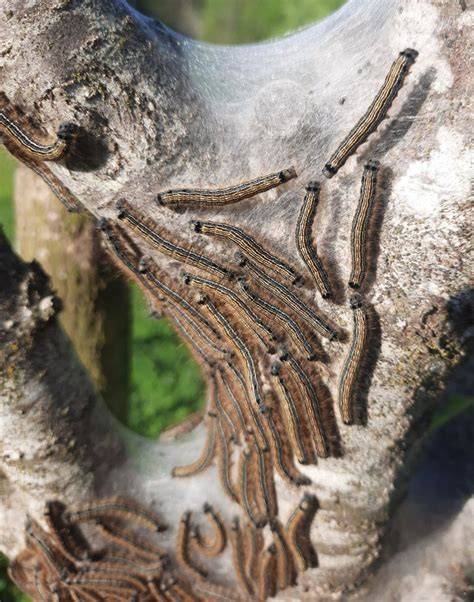 Chenilles processionnaires sur un arbre