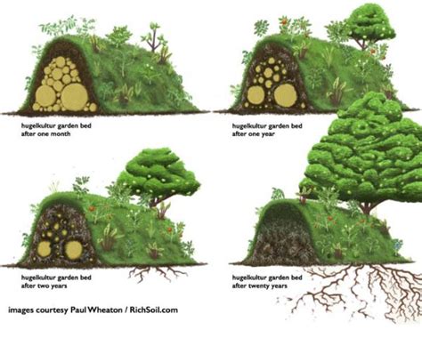 Évolution d'une butte Hugelkultur