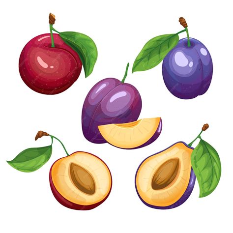 Illustration d'un prunier et d'une prune infestée par le carpocapse