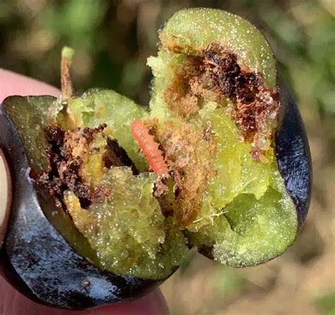 Prunes saines et prunes infestées par des vers