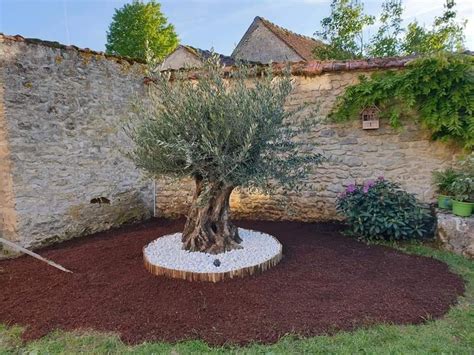 Aménagement paysager avec olivier centenaire et terrasse