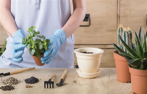 Infographie sur les étapes de rempotage et d'entretien des plantes grimpantes