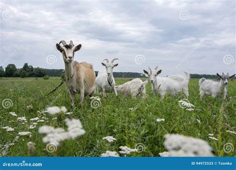 Chèvres broutant dans un pré