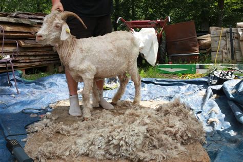 Chèvre Angora prête à être tondue