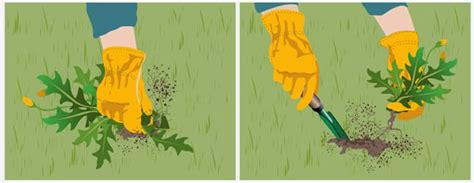 illustration désherbage anti-germinatif foliaire