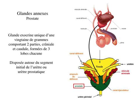 Schéma anatomique des glandes de Cowper et du système reproducteur masculin