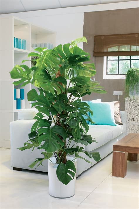 Monstera deliciosa dans un salon lumineux