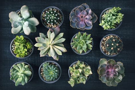 collection de succulentes et plantes grasses