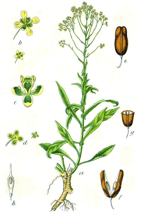 Illustration botanique de la plante Usma (Isatis tinctoria/Isatis indigotica) montrant ses feuilles et ses graines