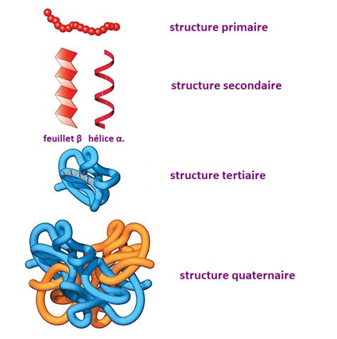 Représentation schématique de la structure de la protéine insecticide produite par B. thuringiensis