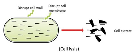 Diagramme illustrant la lyse cellulaire dans l'intestin d'un insecte cible par les toxines Cry de B. thuringiensis