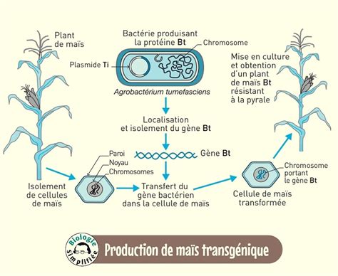 Champ de maïs transgénique Bt