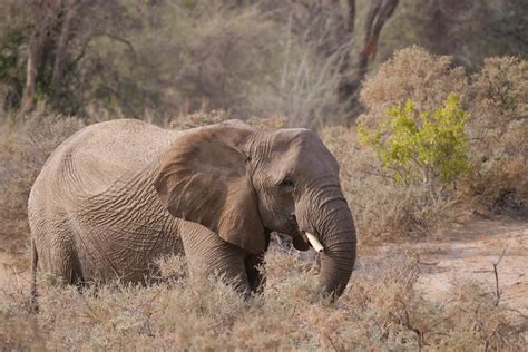 Photographie d'un éléphant dans son habitat naturel