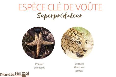 Infographie comparant les rôles d'espèce parapluie, clé de voûte et bio-indicatrice