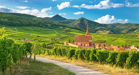 Vignoble alsacien en coteaux