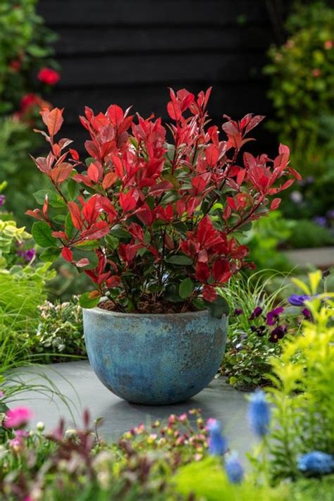 Photinia Little Red Robin en pot sur une terrasse ensoleillée