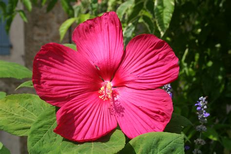 Plante d'hibiscus en fleurs