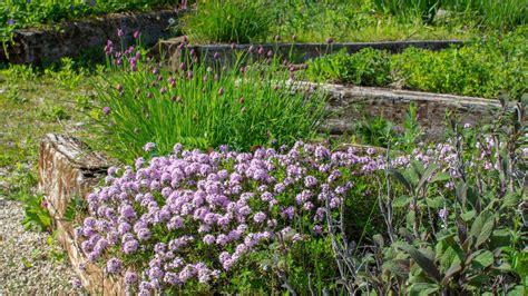 Photo comparative de différentes herbes aromatiques en pleine terre