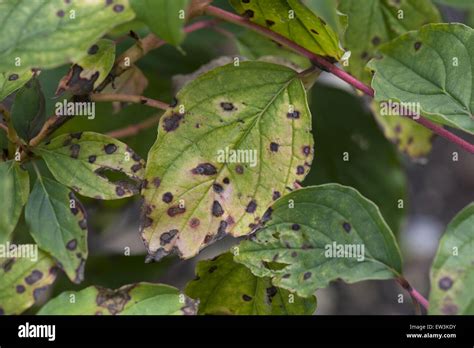 Taches d'anthracnose sur feuille