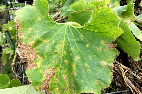 Dégâts de l'anthracnose sur jeune pousse