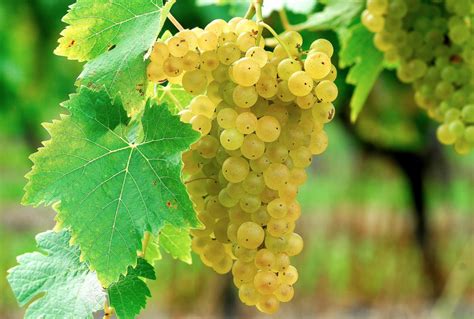 Champ de vignes Ugni Blanc en Charente
