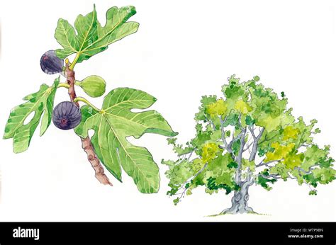Illustration d'un figuier luxuriant et chargé de fruits