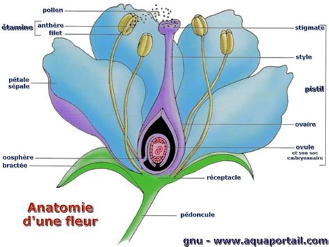 Schéma anatomique d'une figue montrant les fleurs internes