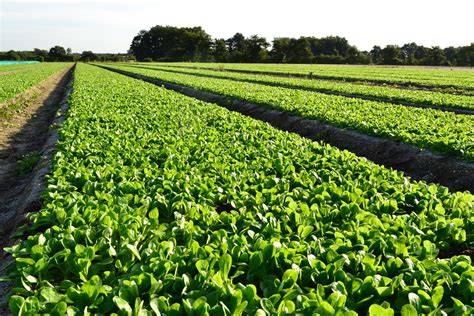 Champ de mâche en croissance sous abri