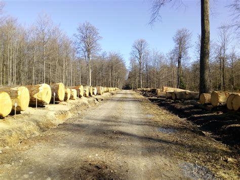 Parc à grumes avec des rondins de bois empilés