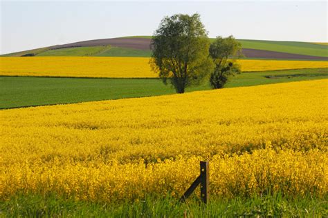 Photo de champ avec colza et couverts associés
