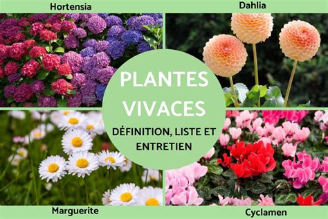 Diversité des plantes vivaces