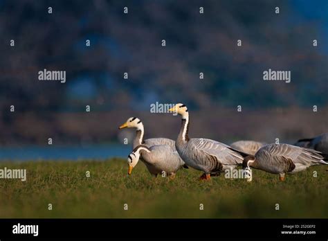 Oies dans leur habitat naturel