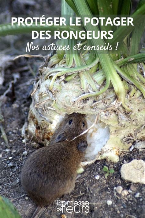 Chats et rongeurs éloignés du potager par des coupelles de vinaigre