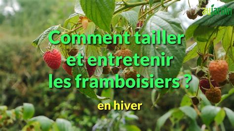 Illustration montrant la technique de récolte des framboises pour éviter de les écraser
