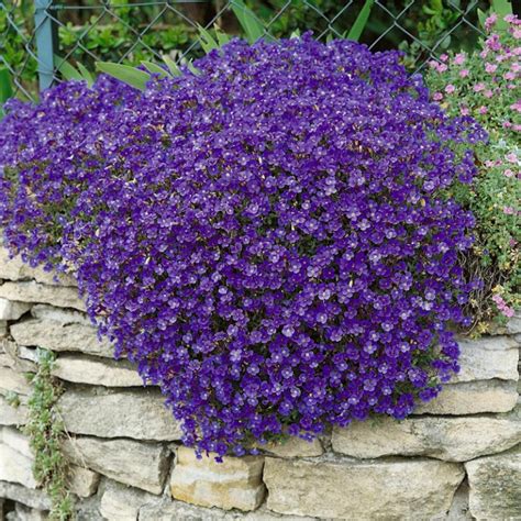 Variété de plantes couvre-sol