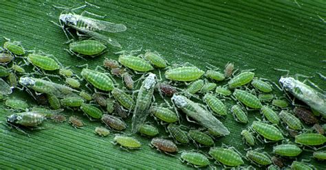 Pucerons verts sur une feuille