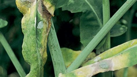 Sclérotinia sur une culture de colza