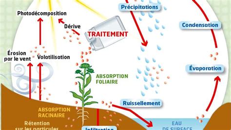 Schéma de l'impact des pesticides sur l'environnement