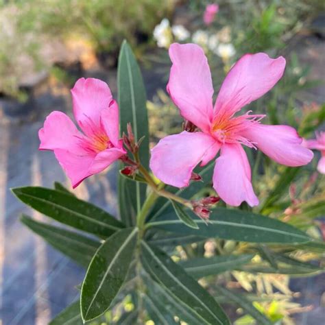 Gros plan sur les différentes variantes de couleurs des fleurs de Nerium oleander