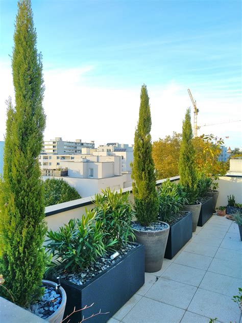 Lauriers-roses installés sur une terrasse urbaine moderne