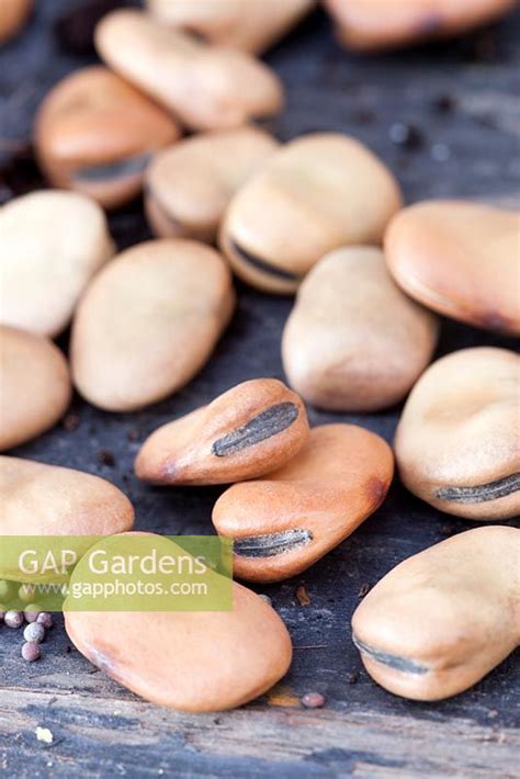 Graines de haricots prêtes à être semées